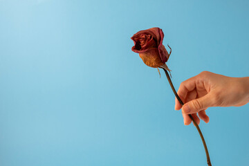 Hand picking a dry rose on a blue background. Copy space