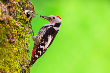 A woodpecker comes to its nest to feed its chicks. Colorful nature background. Bird: Middle Spotted Woodpecker. Dendrocopos medius. - obrazy, fototapety, plakaty