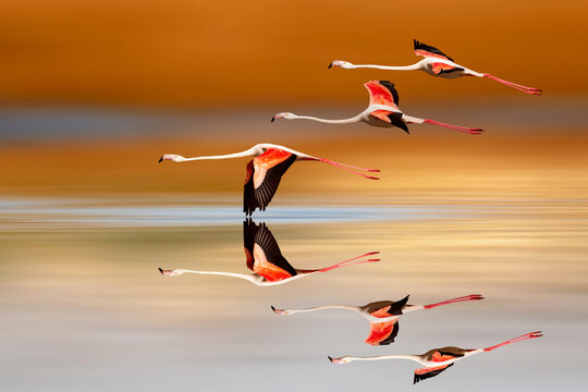 Flamingos flying over still water. Colorful nature background. Bird: Greater Flamingo. (Phoenicopterus roseus).