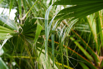 Long thread-like fibers of Washingtonia filifera palm leaf. Tropical tree leaves