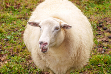 A bleating sheep grazing on a rural pasture