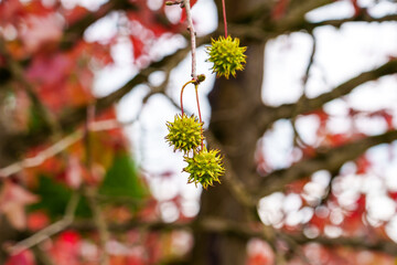 Colorful red leaves and green spiked fruits of Liquidambar styraciflua tree. American sweetgum
