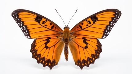  a large orange butterfly with black spots on it's wings and wings, with a white back ground and a...