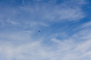 Obraz premium Birds flying in the sky over the clouds.