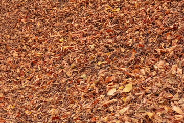 Lots of colorful autumn leaves in the forest. High angle view of the leaves
