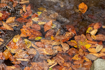 Autumn leaves fell in the water