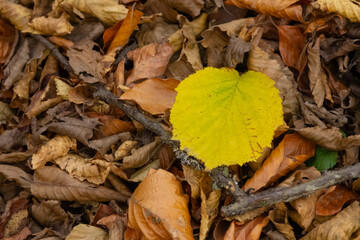 yellow leaf near the fallen autumn leaves on the ground.
