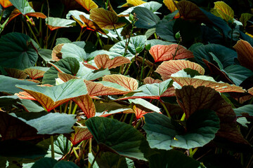 Green and Red Forest