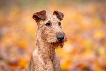 Beautiful irish terrier puppy portrait outdoor, autumn blurred background in forest