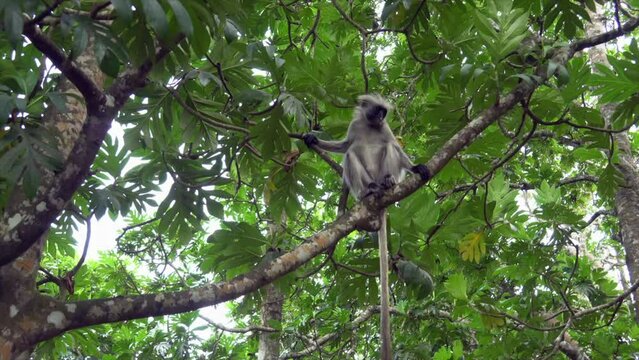Cute gray monkey sitting on a tree branch