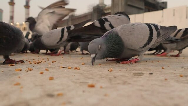 Closeup Feeding pigeons in a square near the Grand Mosque (Mecca) by Umrah worshipers. The city of Mecca in the Kingdom of Saudi Arabia. Urban animals, Birds, bird