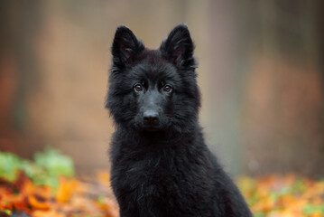 Beautiful pure black german shepherd puppy portrait outdoor, autumn blurred background in forest