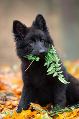 Beautiful pure black german shepherd puppy portrait with leaves outdoor, autumn blurred background in forest