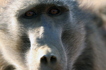 A baboon stares into the camera