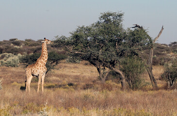 A giraffe eats leaves from a tree in Namibia