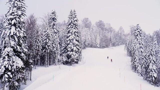 Two skiers go down the snow-covered track among the trees