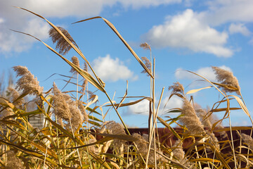 Golden reeds against the blue sky