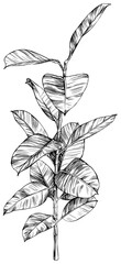 Illustration of a tropical tree. Hand drawn botanical illustration isolate on white.