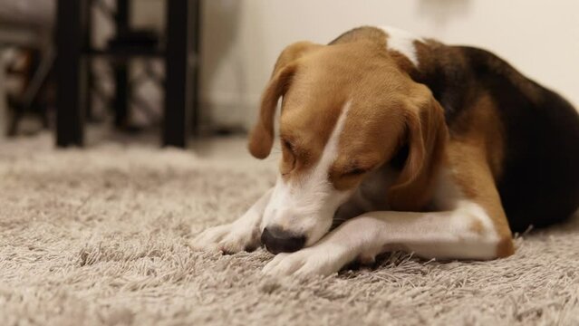 Closeup time-lapse of an American foxhound puppy eating on the carpet.