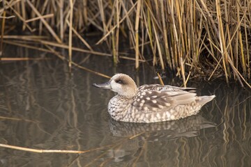 Marbled Teal (Marmaronetta angustirostris) spotted outdoors
