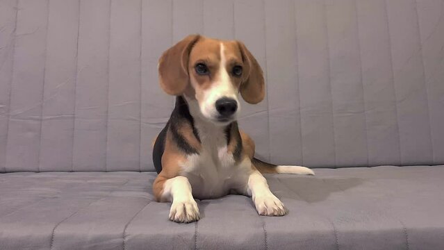 American foxhound puppy lying down on a couch and looking around curiously.