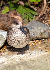 Marbled Teal (Marmaronetta angustirostris) spotted outdoors
