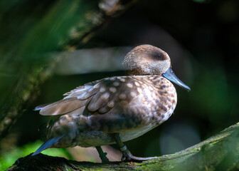 Marbled Teal (Marmaronetta angustirostris) spotted outdoors