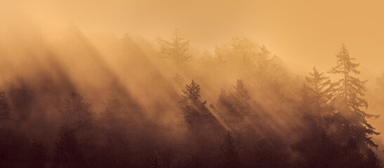 Sunrays In Dense Fog