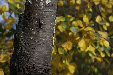 Autumn colors in the park