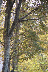 Autumn colors in the park