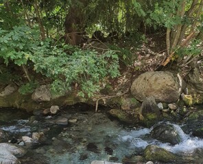 stream in the forest