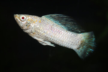 Male Albino Sailfin Molly fish