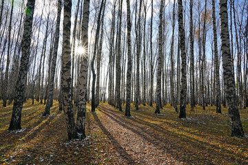 White birch trees in the forest in autumn, yellow grass and leaves