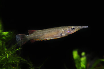 Celebes Halfbeak fish (Nomorhamphus liemi)