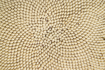 Struktur - Sonnenblumenkerne 