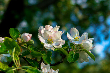 blooming tree in spring