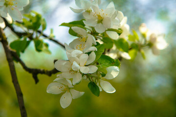 apple tree flowers