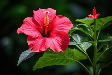 A single vibrant hibiscus flower against a lush green foliage background