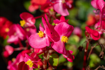 Pink begonia flowers in bloom