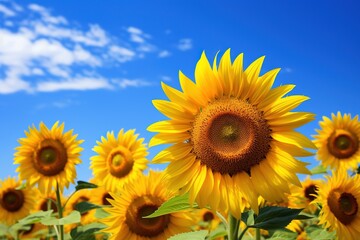 Fototapeta premium A vibrant field of sunflowers under a clear blue sky, basking in sunlight