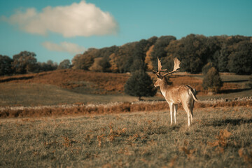 Naklejka na ściany i meble Male deer standing in a meadow, fallow deer majestic wildlife photo