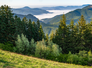 Valley Fog and Fir Trees in Western Oregon