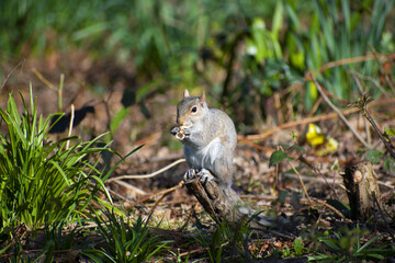 Gray small squirrel is siting on the branch in Hyde park UK and eating nut.