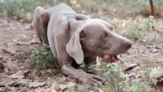 Weimaraner dog biting a wooden stick on the ground.