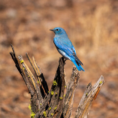 Perched - Mountain Bluebird (Sialia currucoides) Eastern Oregon