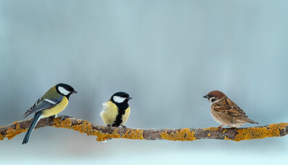 Fototapeta premium different birds sparrows and tits are sitting on a tree branch in a winter park
