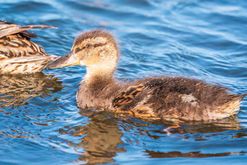 Cute little duckling swimming alone in a lake or river with calm water