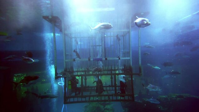 Group of divers in a cage discovering the underwater life of fish