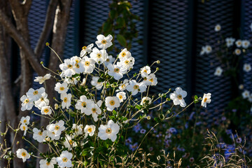 Beautiful delicate white flowers, known as snowdrop anemone or snowdrop windflower (wood anemone). Flowers have five petals and yellow center and are fragrant. 