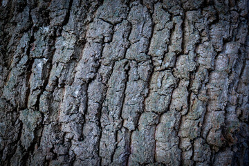 bark of tree, Texture,  Background,  Abstract,  Shape, tree bark, bark texture, bark patterns,